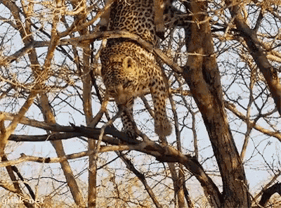 Animals Cheetah GIF - Animals Cheetah Fail GIFs