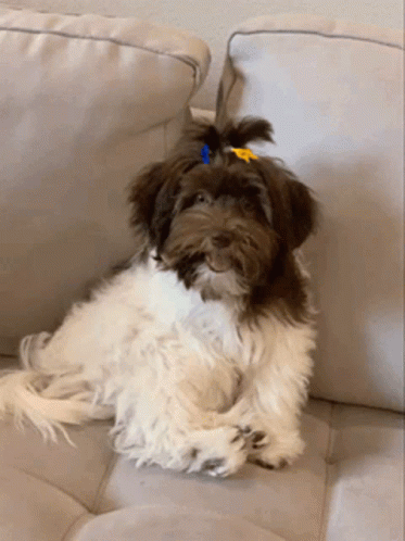 Chewing Dog GIF - Chewing Dog Cute GIFs