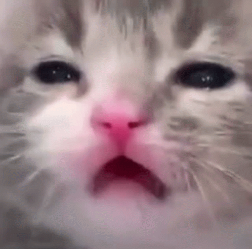 Cat Sob GIF