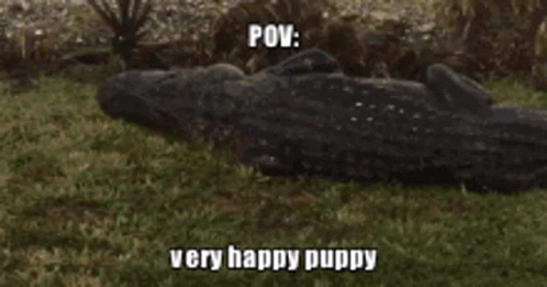 Pov Very Happy GIF - Pov Very Happy Puppy GIFs
