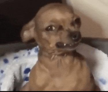 a small brown dog is sitting on a blanket on a couch .