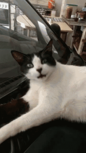a black and white cat laying on a person 's lap in a car