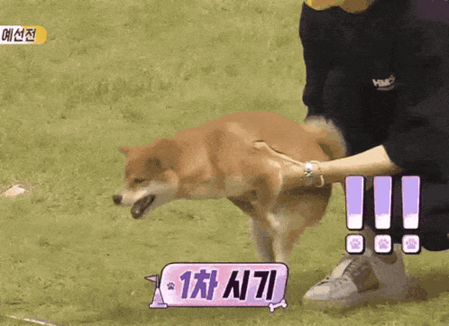 a person holding a dog in their arms with a sign that says 1 차 시간