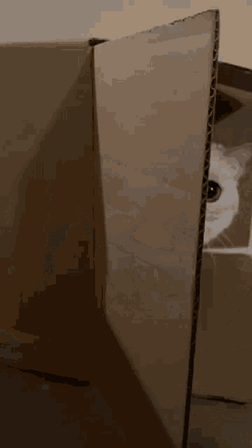 Kitten Surprise GIF - Kitten Surprise Cute GIFs