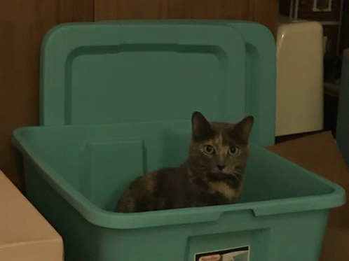 Found A Box And Poof GIF - Found A Box And Poof GIFs