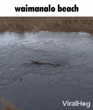 Waimanalo Beach GIF - Waimanalo Beach Hawaii GIFs