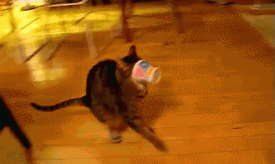 Cats Are Weird. GIF - Cat Instant Noodles Stuck On The Face GIFs