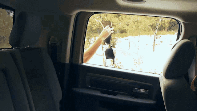 a person is looking out the window of a car at a deer