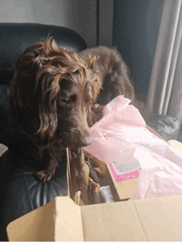a brown dog chewing on a piece of pink paper