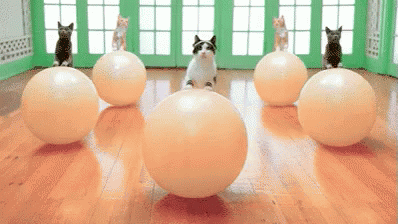 Cats Gym GIF - Cats Gym Cat GIFs