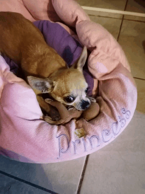 a chihuahua is laying in a pink and purple princess bed