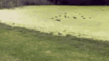 a flock of birds are flying over a grassy field near a body of water .