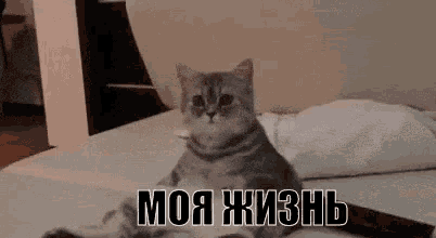 a cat is sitting on a bed with the words `` my life '' written in russian .