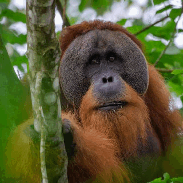 a close up of a monkey 's face with a tree branch in the background