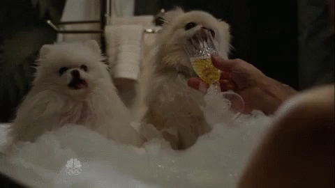 Pets Puppies GIF - Pets Puppies Relax GIFs