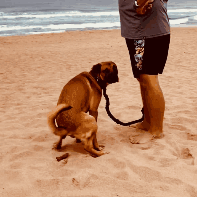 a man standing next to a brown dog on a leash on the beach