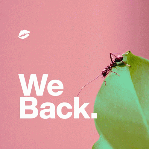 We Back Smack GIF - We Back Smack Ant GIFs