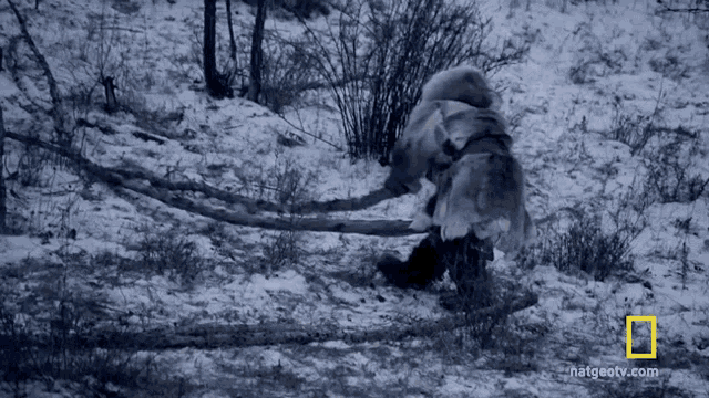 Pulling Trunk Cat GIF - Pulling Trunk Cat The Great Human Race GIFs