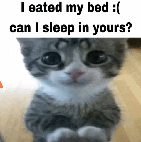 a gray and white cat with a caption that says i ate my bed can i sleep in yours