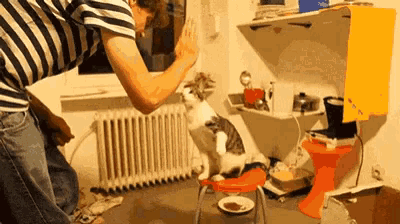 a man in a striped shirt is playing with a cat that is on its hind legs