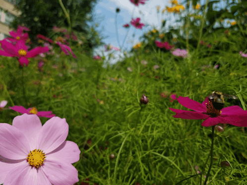 Bee Background Images GIF - Bee Background Images Spring GIFs