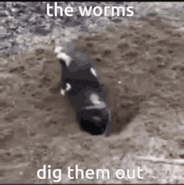 Digging Worms GIF - Digging Dig Worms GIFs
