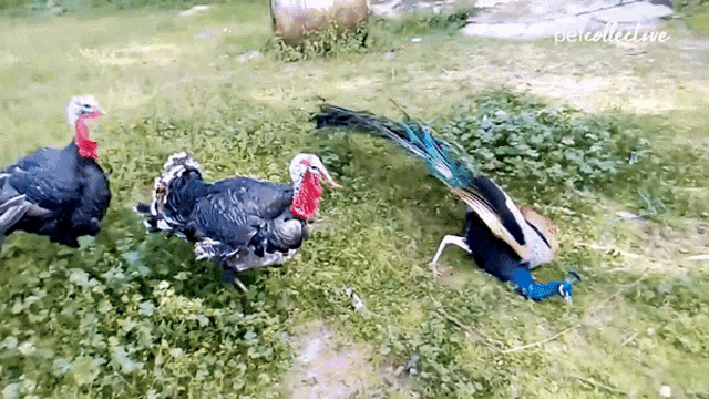 Fighting Peacock GIF - Fighting Peacock Peahens GIFs