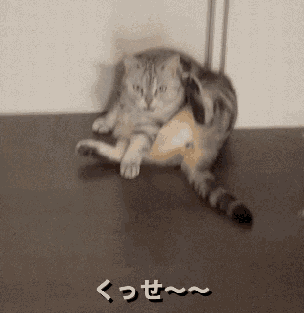 a cat is laying on the floor with a foreign language written below it