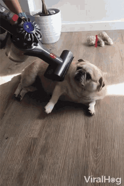 Viralhog Petting GIF - Viralhog Petting Cute Dog GIFs