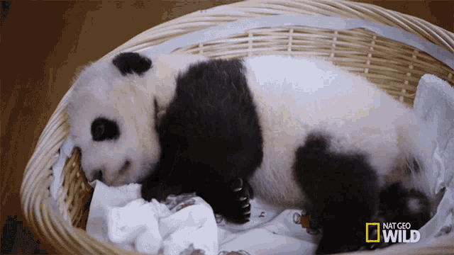 a baby panda bear is laying in a wicker basket with national geographic wild written on the bottom