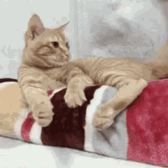 a cat is laying on a striped blanket and looking at the camera