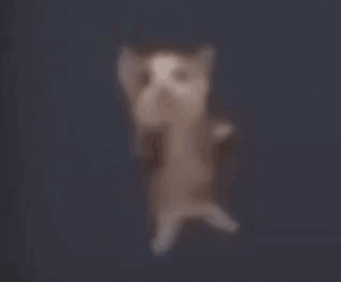 Cat Dancing Cat GIF - Cat Dancing Cat Cat Doing Gangnam Style GIFs