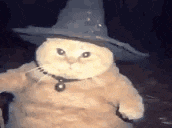 a cat wearing a witch hat is sitting on a chair .