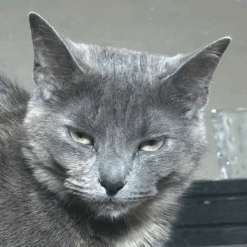a close up of a cat 's face with a serious look on its face