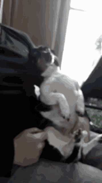 a black and white dog is being held by a person
