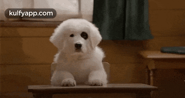 a white puppy is sitting at a desk in a classroom .