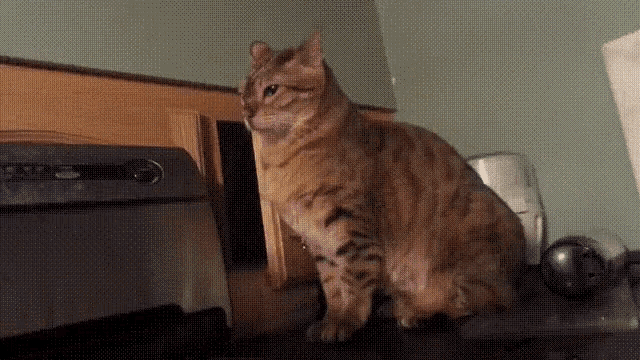 a cat is sitting on a counter next to a whirlpool dishwasher
