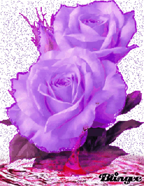 two purple roses with the word binge in the lower right corner