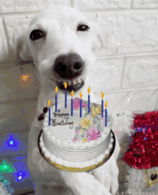 a white dog holds a birthday cake with candles on it