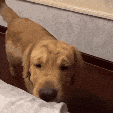 a dog is standing next to a bed and looking at the camera