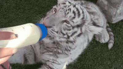 Biberon GIF - Bottle Feed White Tiger GIFs