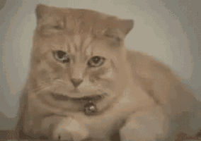 Cat Tear GIF