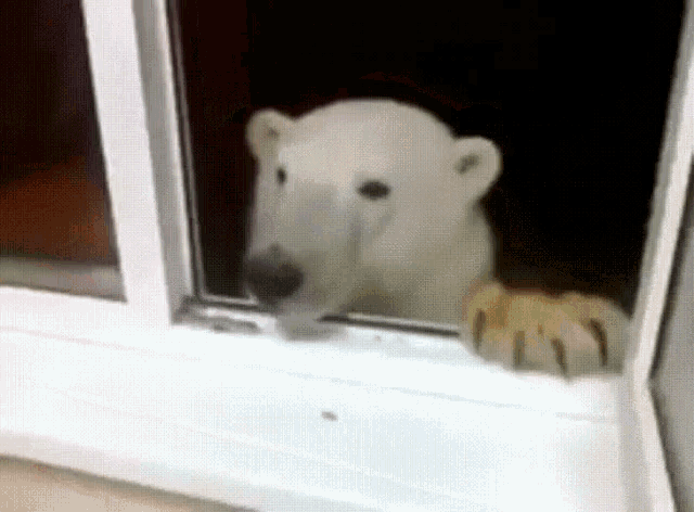 Polar Bear Dont Feed The Bears GIF - Polar Bear Dont Feed The Bears Wild Animals GIFs