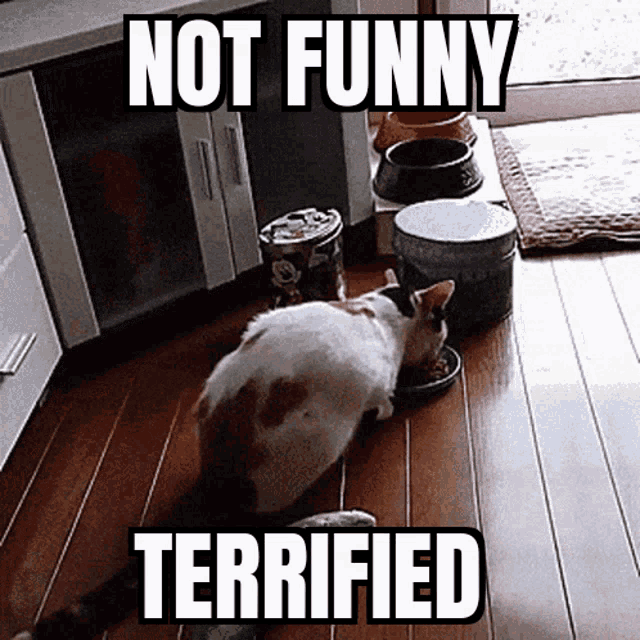 Terrified Not Funny GIF