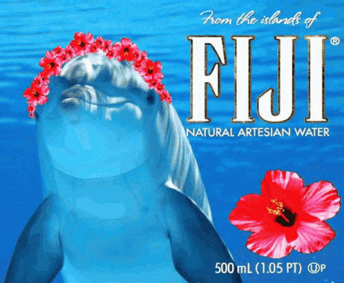 Dolphin Fiji GIF - Dolphin Fiji GIFs
