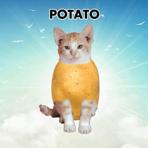 Potato Cat Potato GIF - Potato Cat Potato Cat GIFs