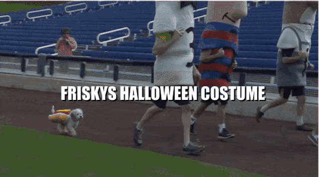 a dog wearing a friskys halloween costume