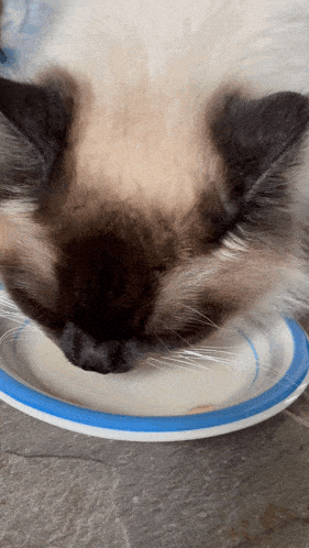 Cat Lick GIF - Cat Lick Ragdoll Cat GIFs