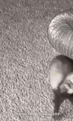 a black and white photo of a cat playing with a hose on a carpet .