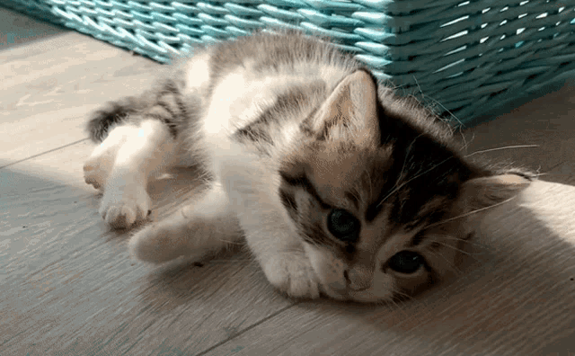 a kitten laying on its back with a basket in the background